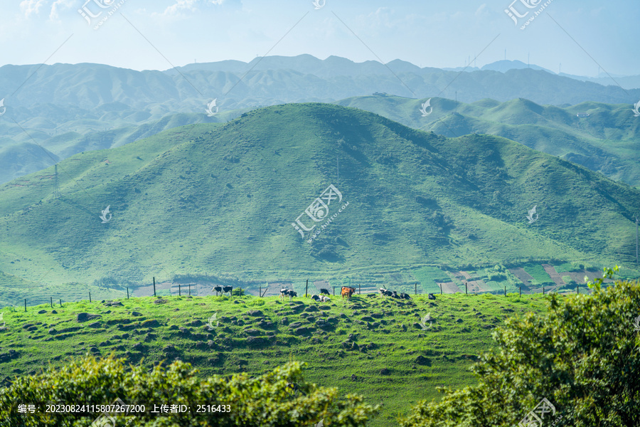 邵阳南山牧场奶牛草原风光