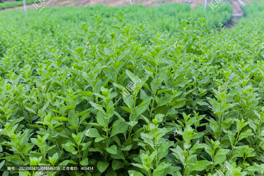 绿色蔬菜枸杞菜基地