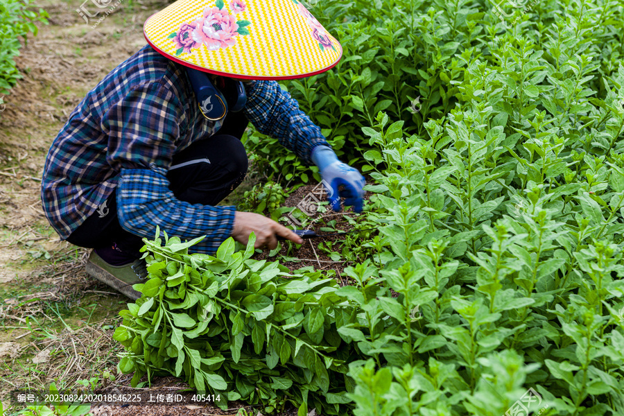 菜农收割蔬菜劳动场景