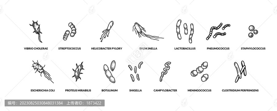 不同类型的病菌元素,黑白复古科学插图