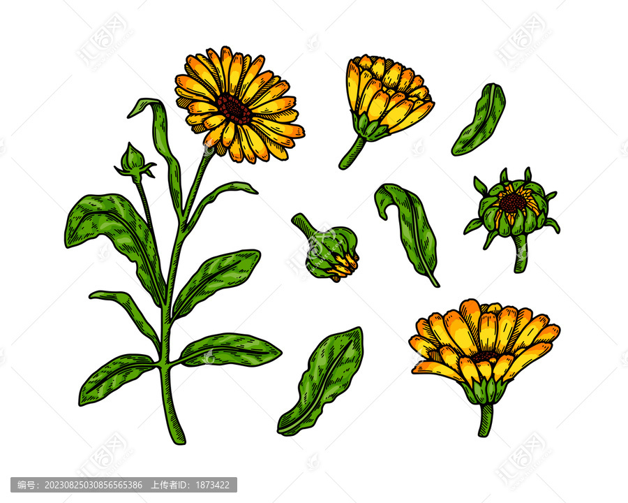 白背景上的手绘金盏花,精致植物插图