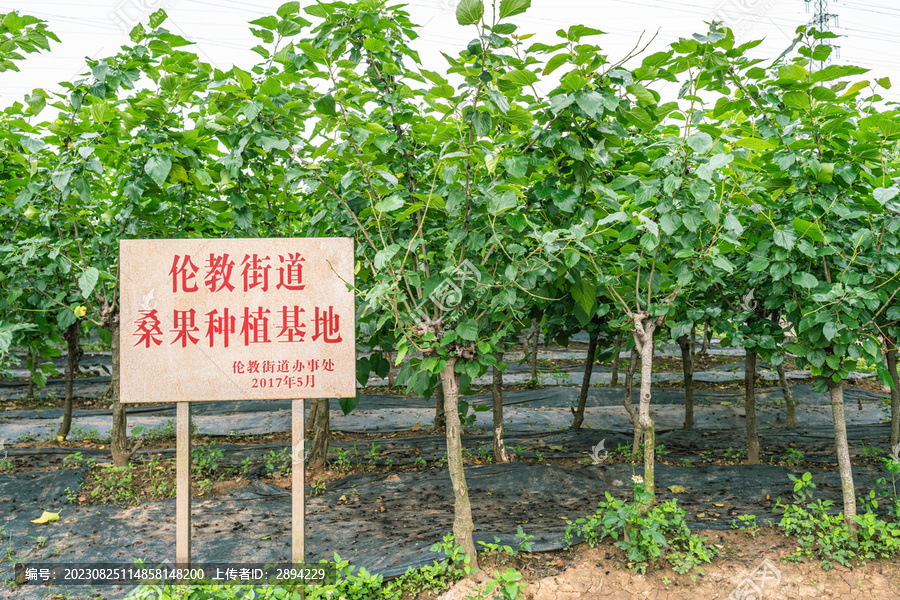 顺德伦教桑果种植基地