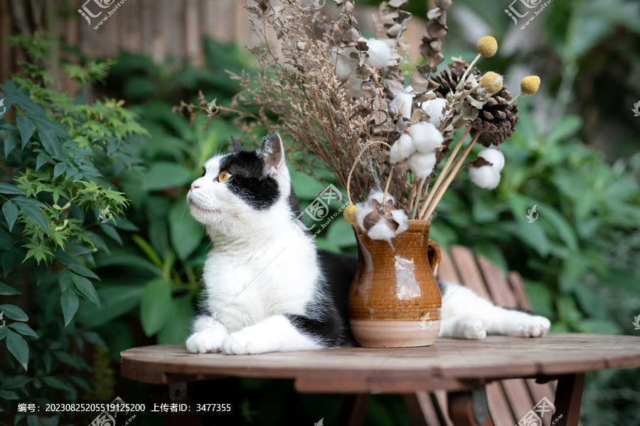 趴在桌子的猫咪