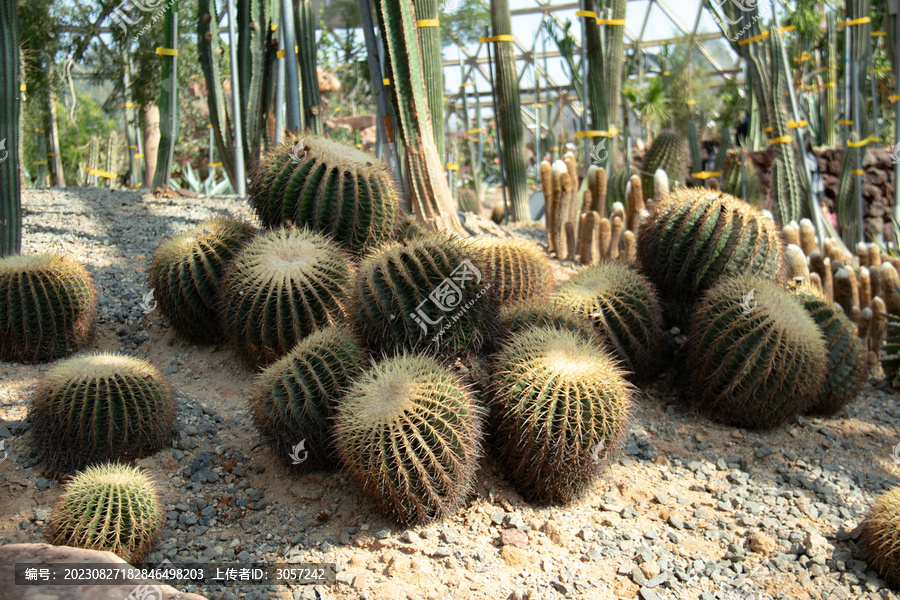 仙人掌仙人球沙漠植物