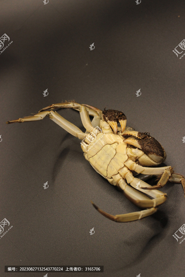 盘锦螃蟹