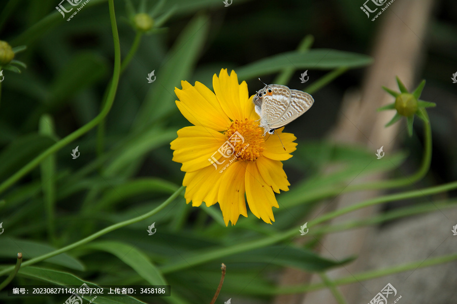 金鸡菊