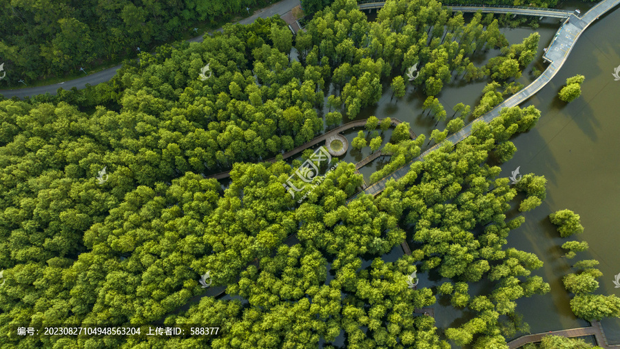 杭州临安青山湖水上森林