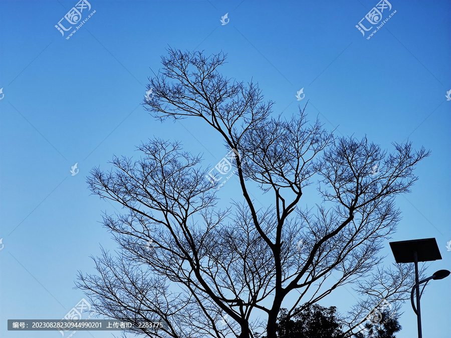 天空与树枝