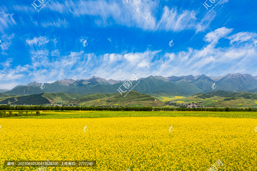 青海门源油菜花景区