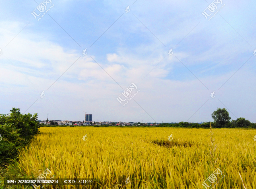 秋天丰收的季节