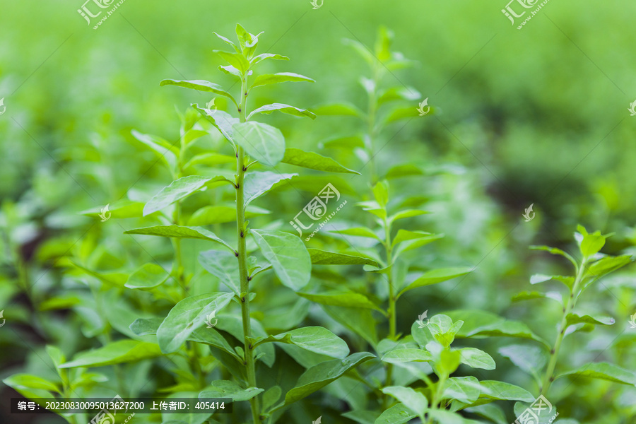 枸杞菜种植