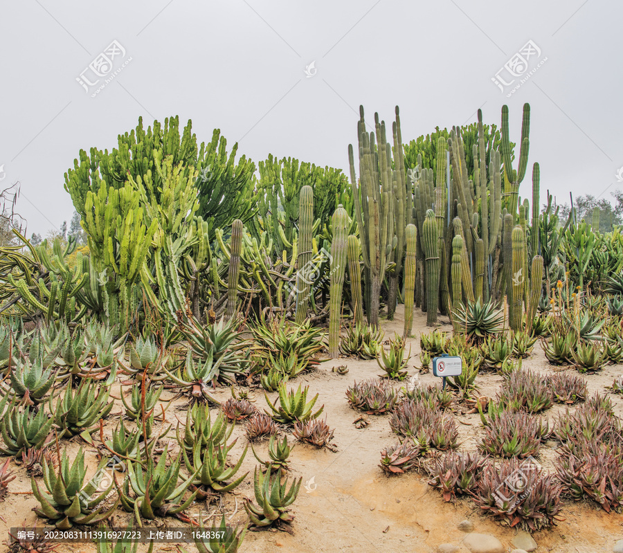 厦门园林植物园仙人掌与芦荟