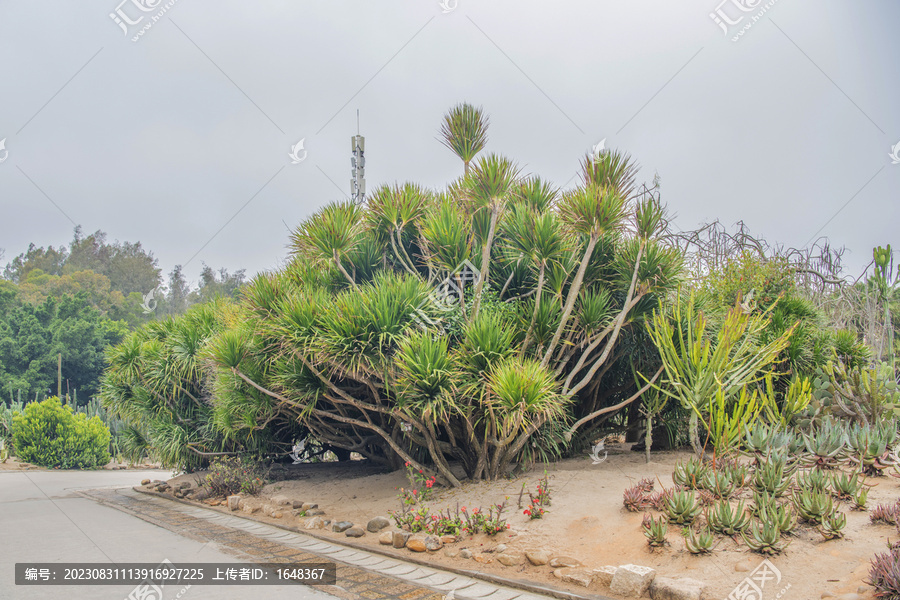 厦门园林植物园路边的龙血树