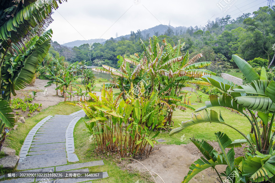 植物园姜目植物区树与石砖路