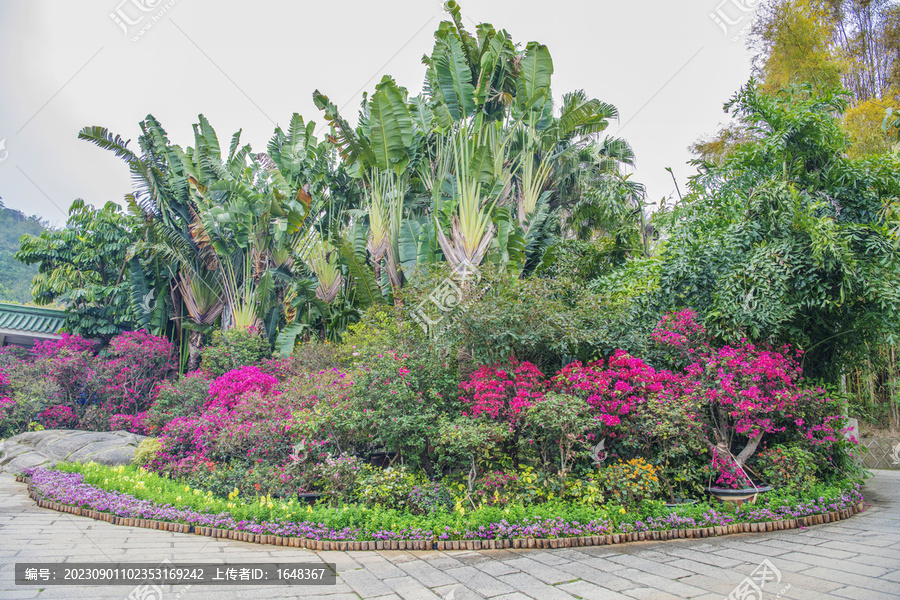 厦门园林植物园旅人蕉与花坛