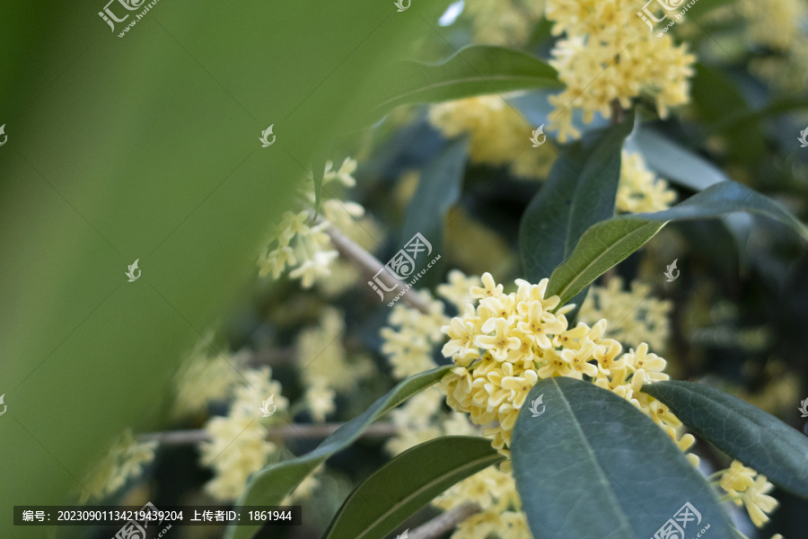 桂花