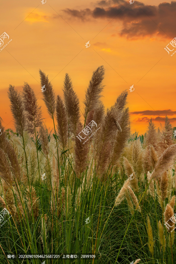 日落晚霞芦苇花