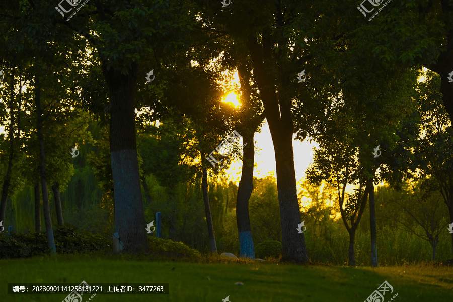 南京青奥森林公园夕阳下的树林