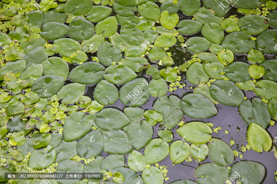 水生植物