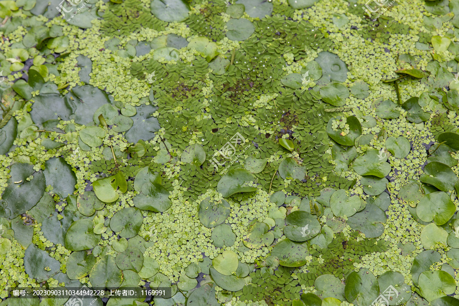 水生植物