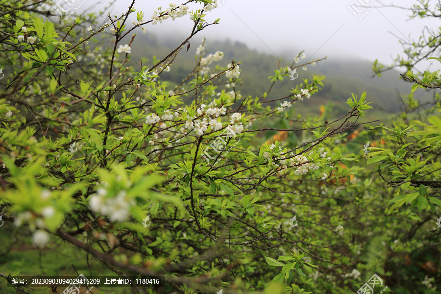 李子花