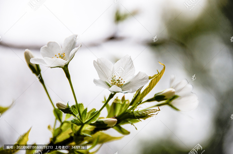 东京樱花