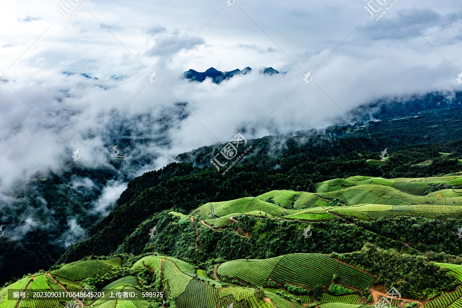 湖北恩施鹤峰木耳山茶园