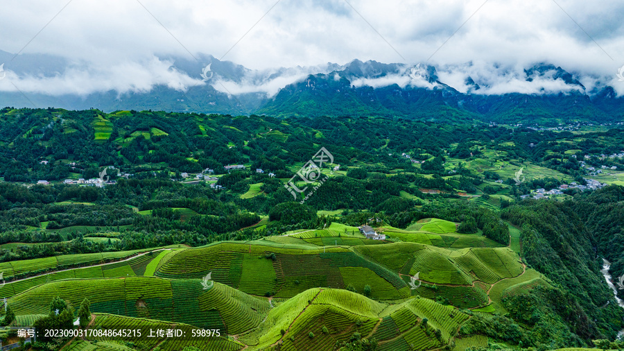 湖北恩施鹤峰木耳山茶园