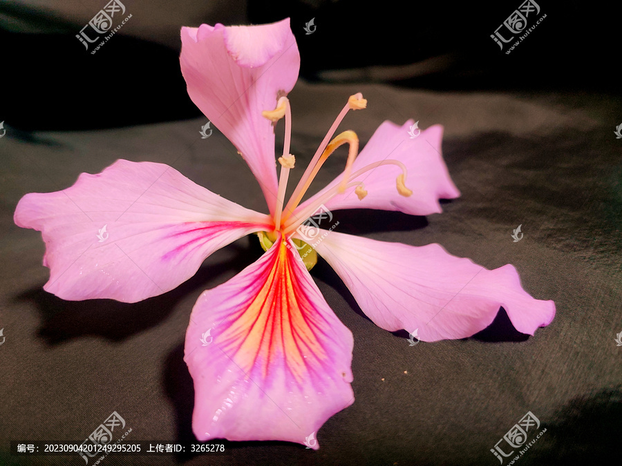 紫荆花特写花朵