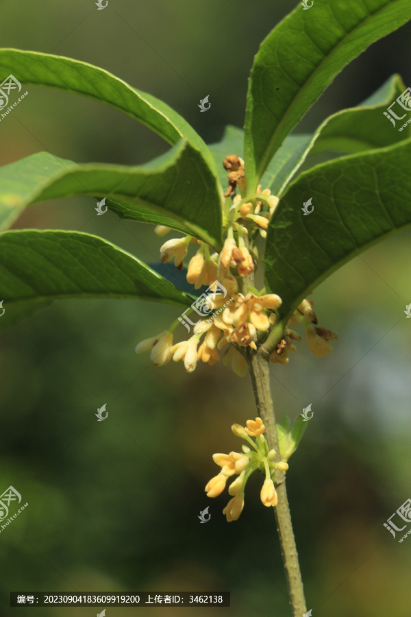 桂花树