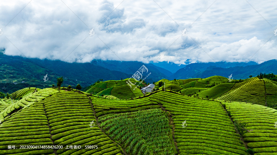 鹤峰木耳山茶场