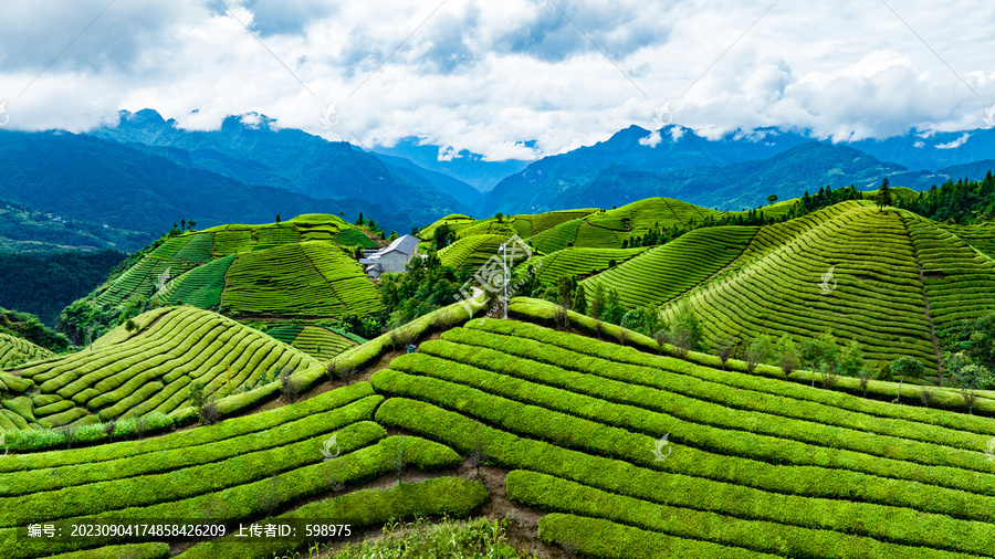 鹤峰木耳山茶场