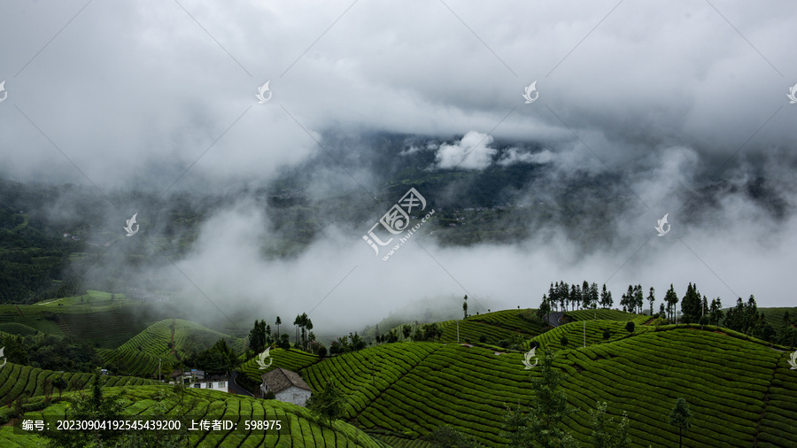 湖北恩施鹤峰木耳山茶园