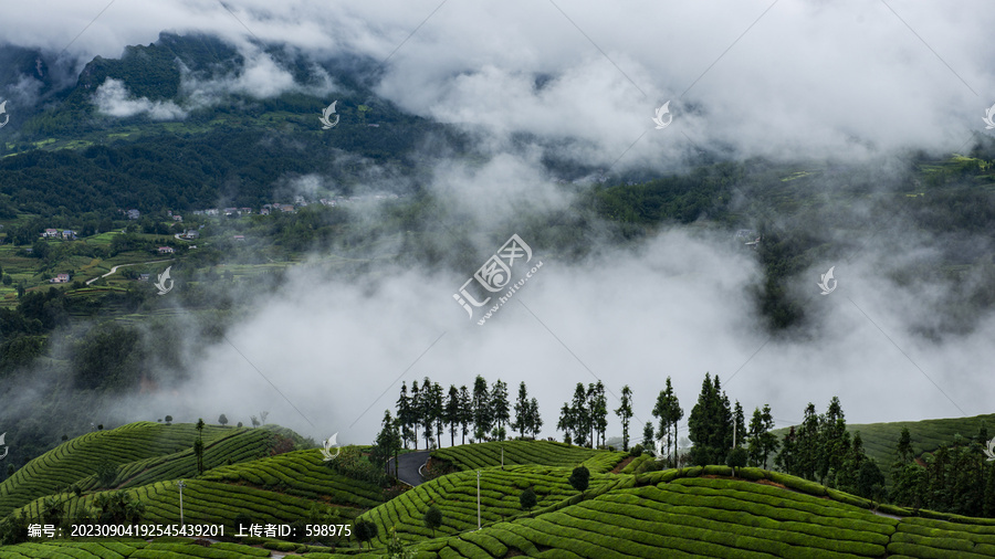 湖北恩施鹤峰木耳山茶园