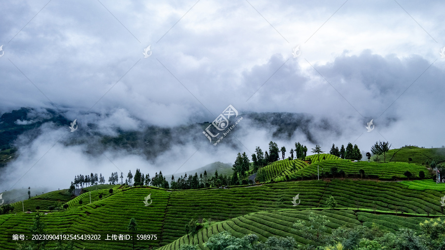 湖北恩施鹤峰木耳山茶园