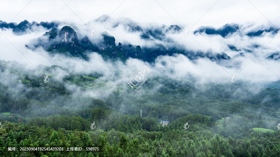 湖北恩施鹤峰木耳山茶园