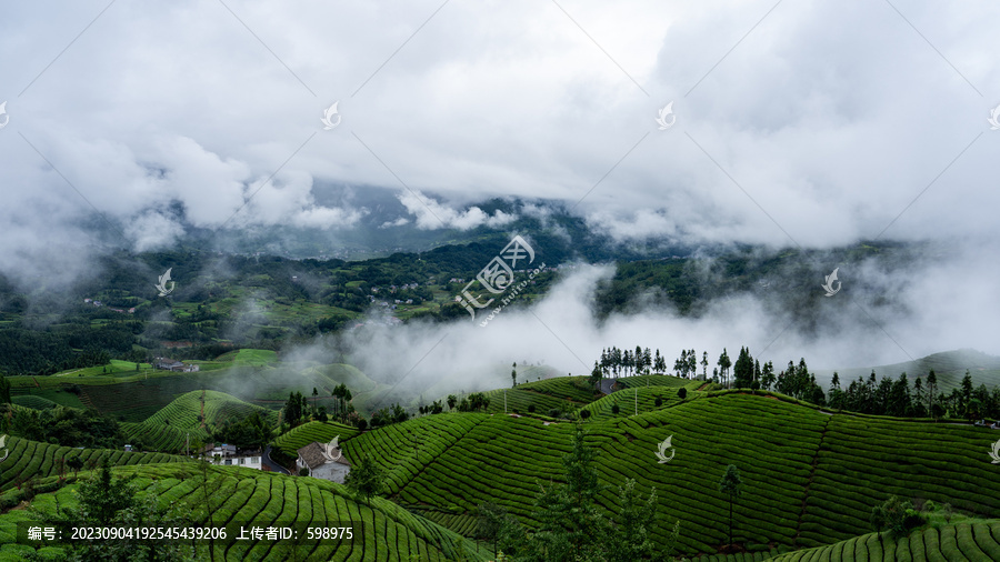 湖北恩施鹤峰木耳山茶园