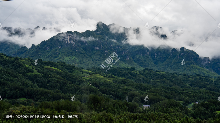 湖北恩施鹤峰木耳山茶园