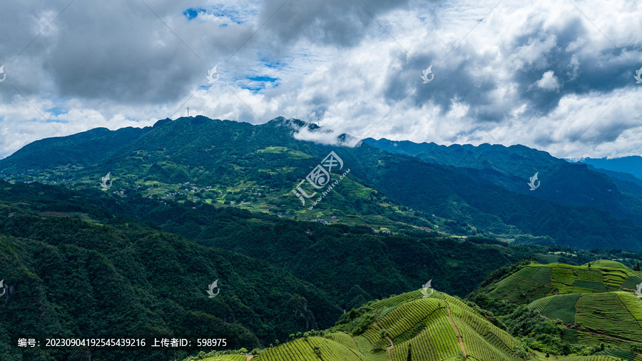 湖北恩施鹤峰木耳山茶园