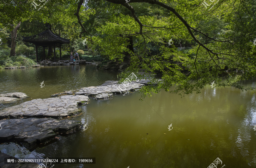 树木水道