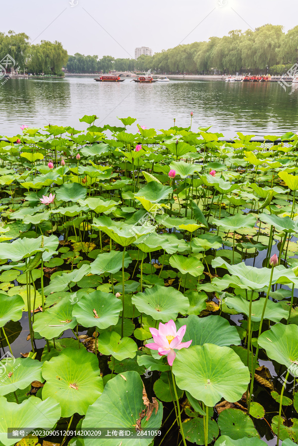 北京什刹海公园的荷花池