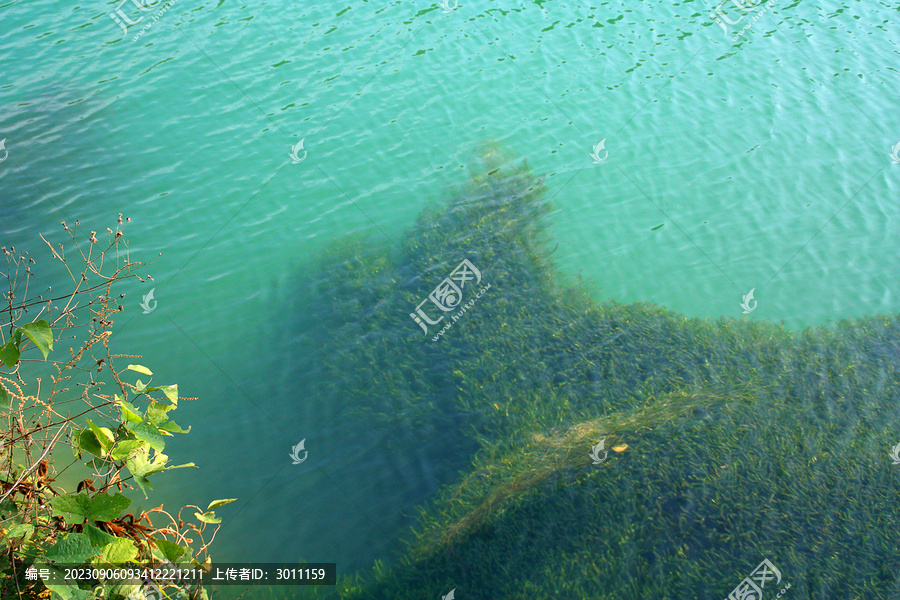 郴州东江湖水草