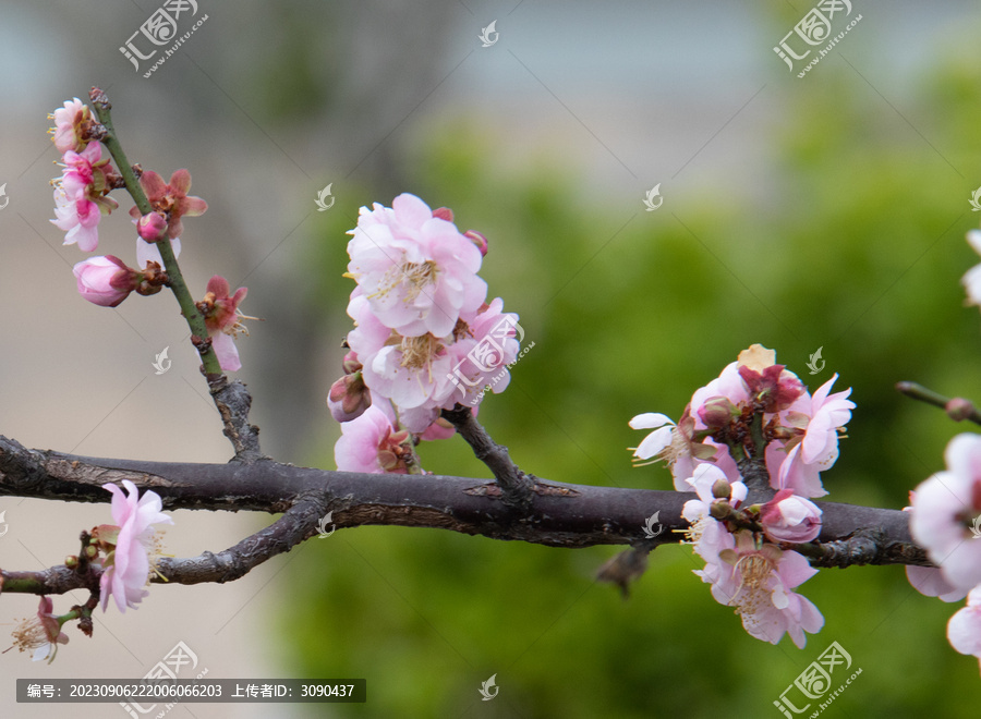 梅花春色