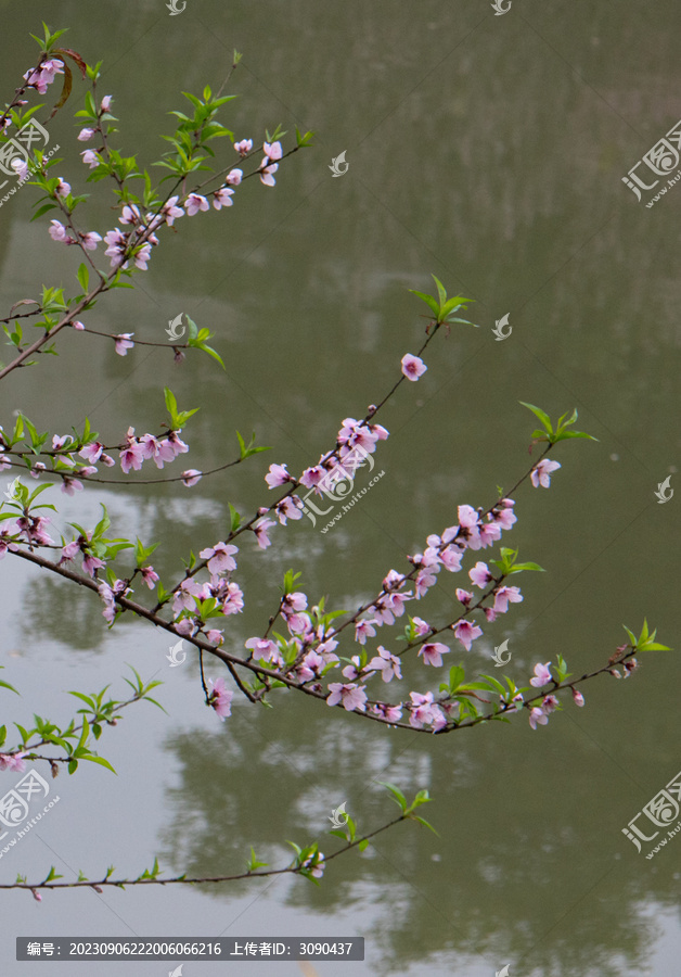 桃花如画