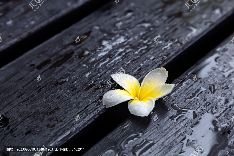 雨中的鸡蛋花