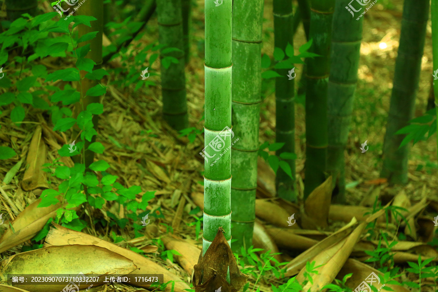 竹林