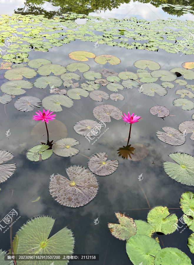 莲花池