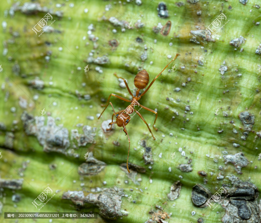 野外黄色的蚂蚁