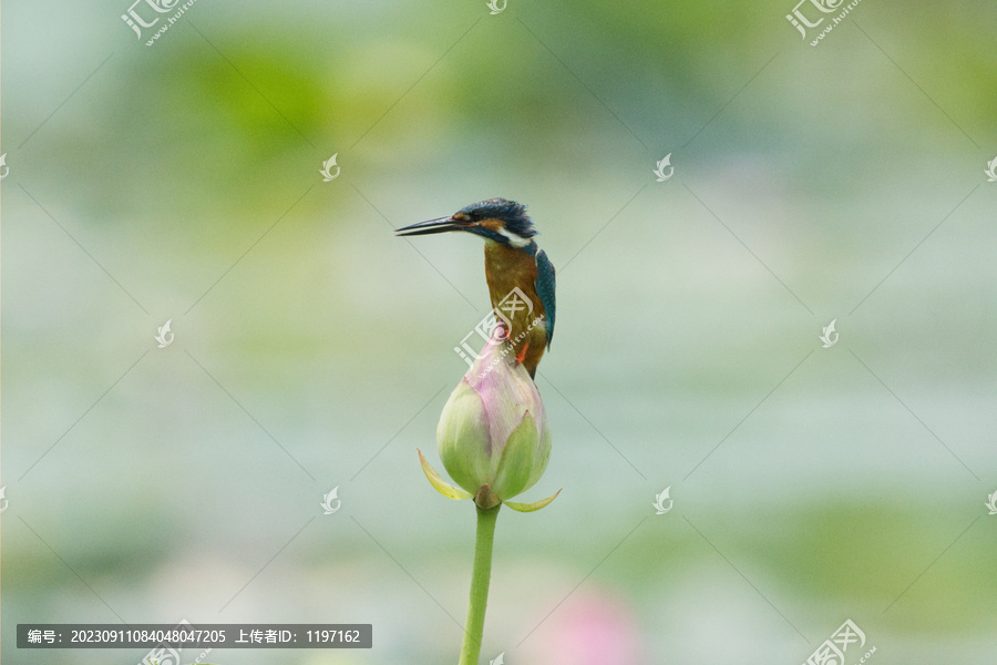 荷花和鸟