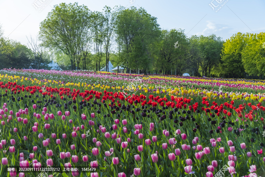 北京顺义国际鲜花港郁金香花开